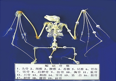 蒙台梭利教具 蝙蝠骨骼标
